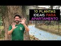 10 Plantas Para Apartamentos