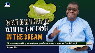 Catching A White Pigeon Dream - Spiritual Meaning and Divine Guidance