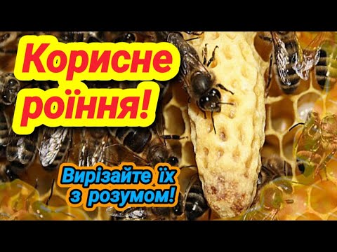 Видео: Ройова сім'я це добре! Маточники потрібно вирізати.