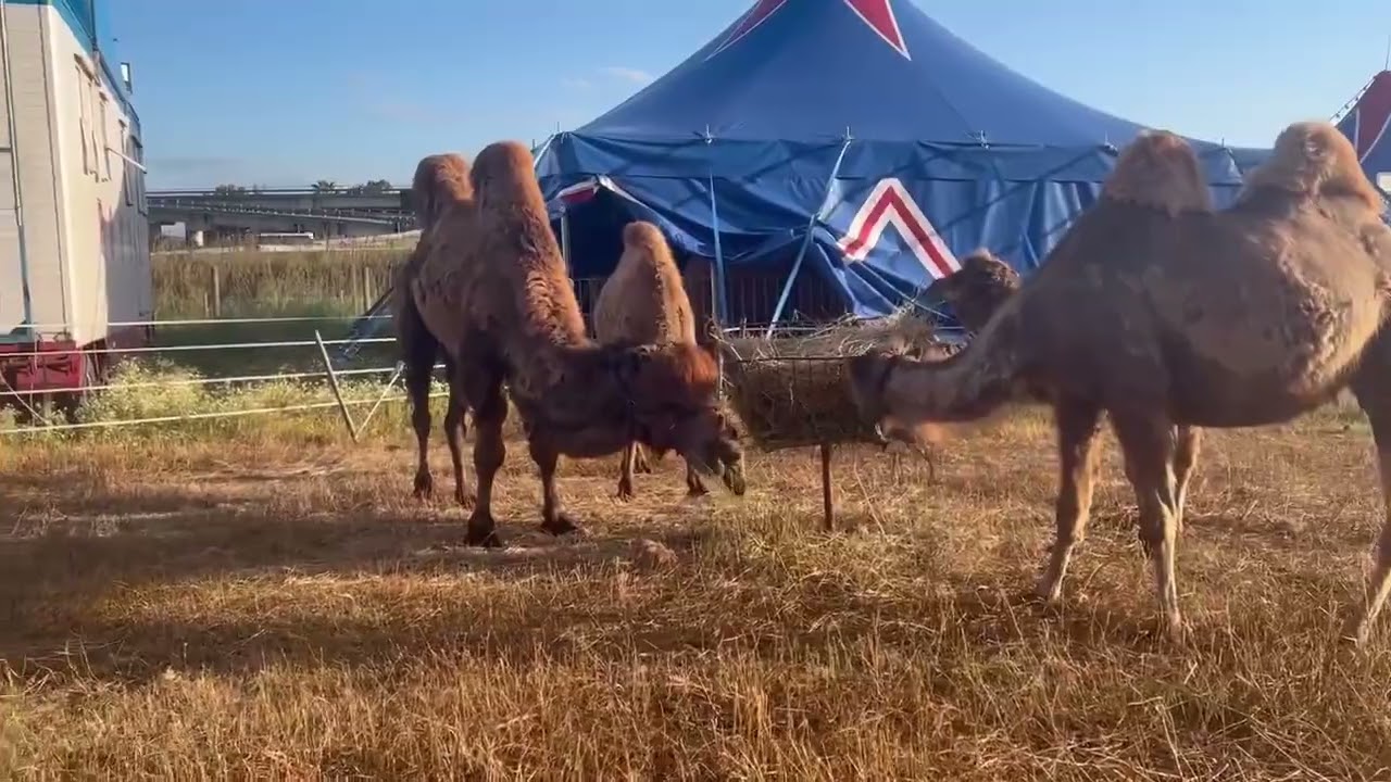 Gli animali del circo di san Benedetto del Tronto Imperial royal circus -lunedì 25 aprile 2023