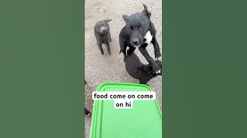 URGENT: Please donate through the link in our bio.Every little bit helps give  them a chance.