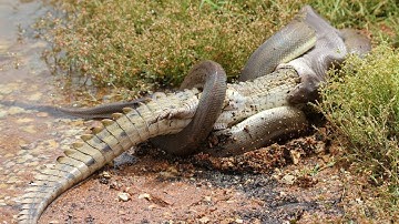 Python vs Alligator 01 -- Real Fight -- Python attacks Alligator