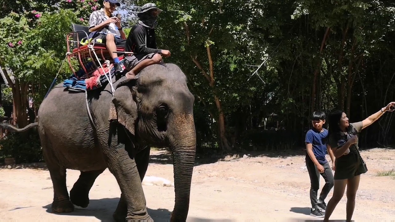 Elephant Village (HuaHin) YouTube