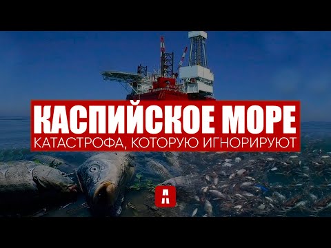 Каспийское море | Экологическая катастрофа, обмеление,гибель животных и птиц