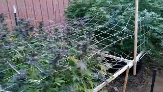 Growing outdoors part 25.. starting signs of Bud worms😒