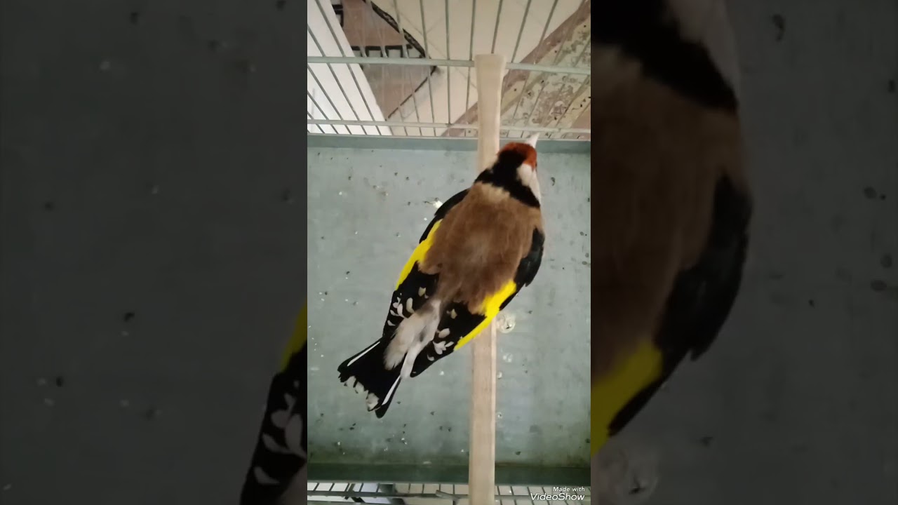 سهره سلطان لربخون دهن زنگی ۵ دهنه ول ولدار مهدی جلیل پور 09199600620