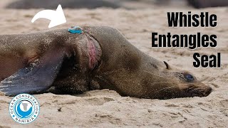 WHISTLE entangles Baby Seal