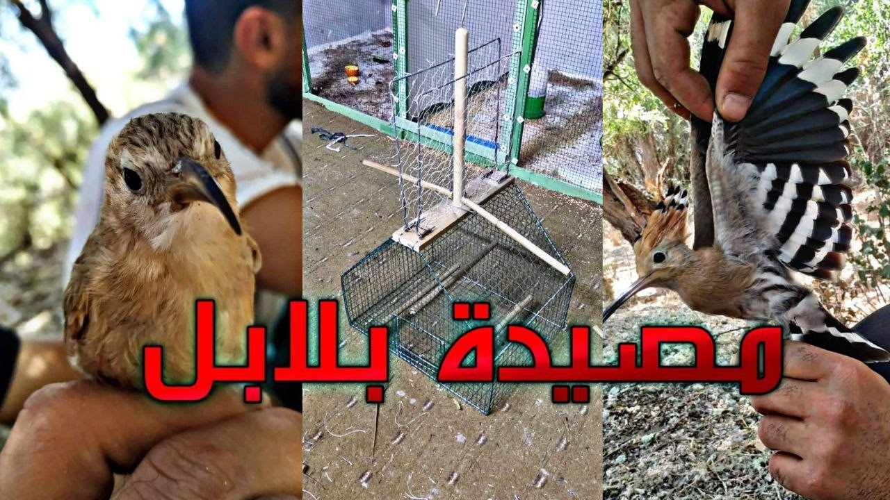 صنع مصيدة انواع بلابل      درستكردنی قەفەسی راو