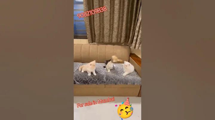 Video 9664851: persian cat kitten pet, persian cat baby pet, persian cat pets cute, persian cat funny pets