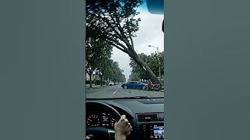 Strong Wind Knocks Down Tree, Crashing Onto Parked Car and Motorcycle‼️😱 #viralshorts #fallentree