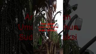 Pohon Aren Genjah Produksi Umur 6 Tahun | Bibit Siap Tanam di Kebun#shorts #diratani4114 #fyp
