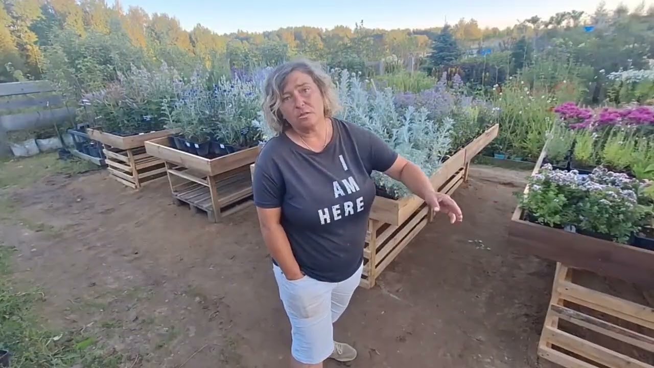 Наш ответ жемчужному Ручью. Репейник принимает эстафету.