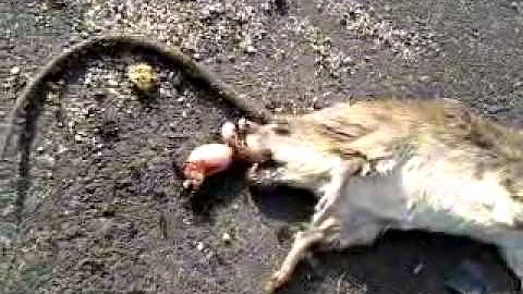 Come buttare topo morto?