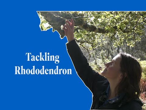 TACKLING RHODODENDRON