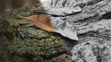 Autumn Leaves - breakdown (Cinema 4D + Octane render)