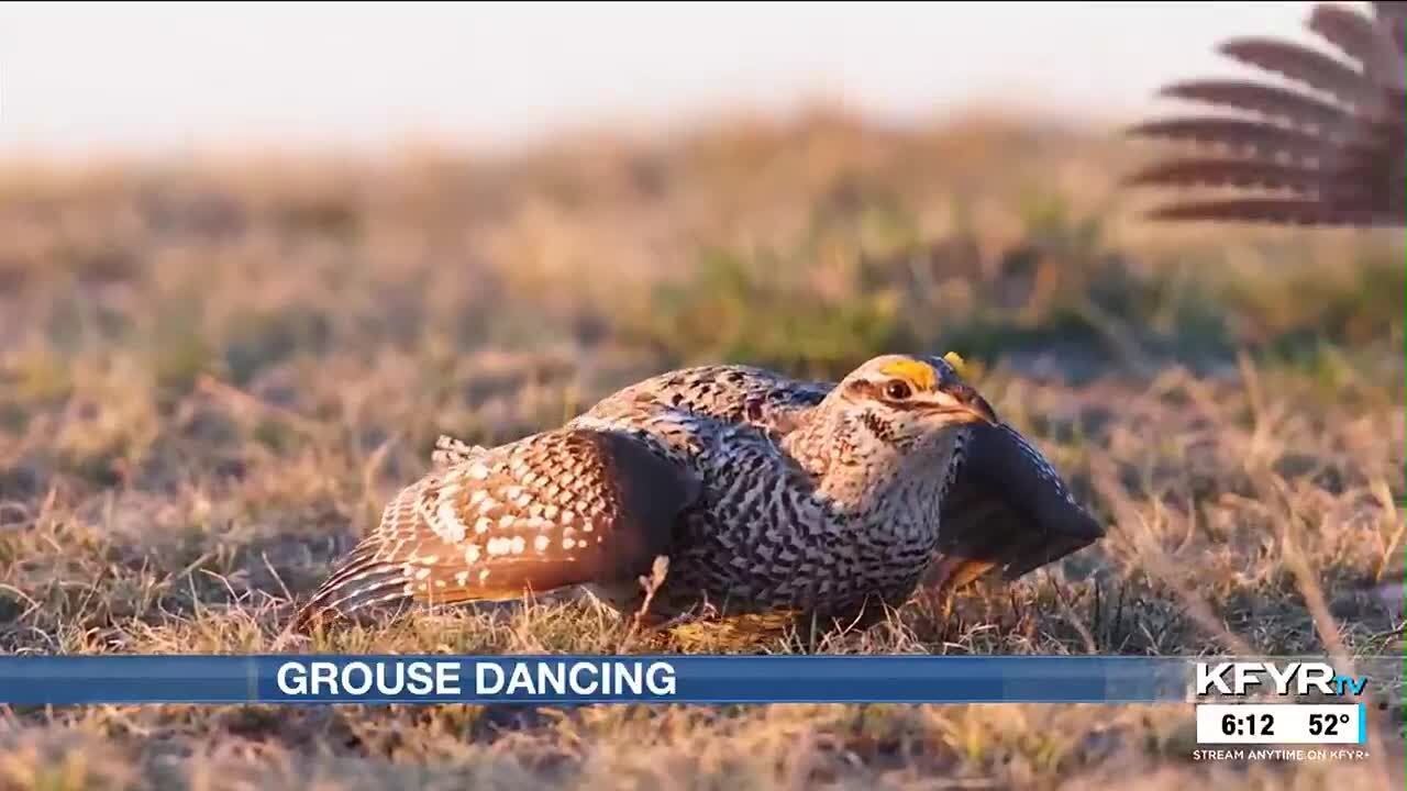 Native birds begin displaying during their annual mating rituals