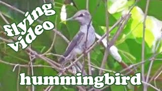 Hummingbird Bird Flying - Hummingbirds Wild Humming Birds Pictures - Cute Animals Wildlife - Jazevox