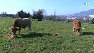 Ganadería Cabrero, bueyes de raza 100% asturiana