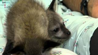 Bateared Fox Kits  Cincinnati Zoo