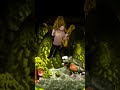 Donkey Kong Country - Ape Year 2024
