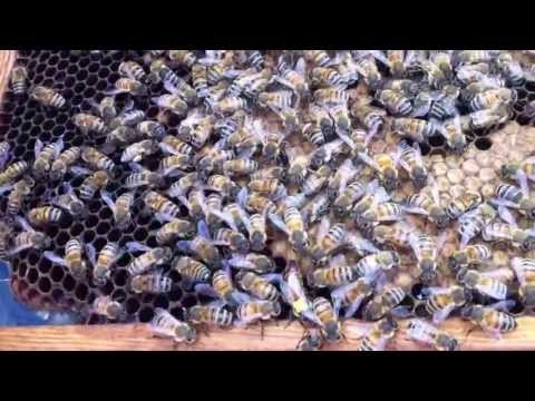 Video: Hvad er oliebier: Lær om bier, der samler olie fra blomster