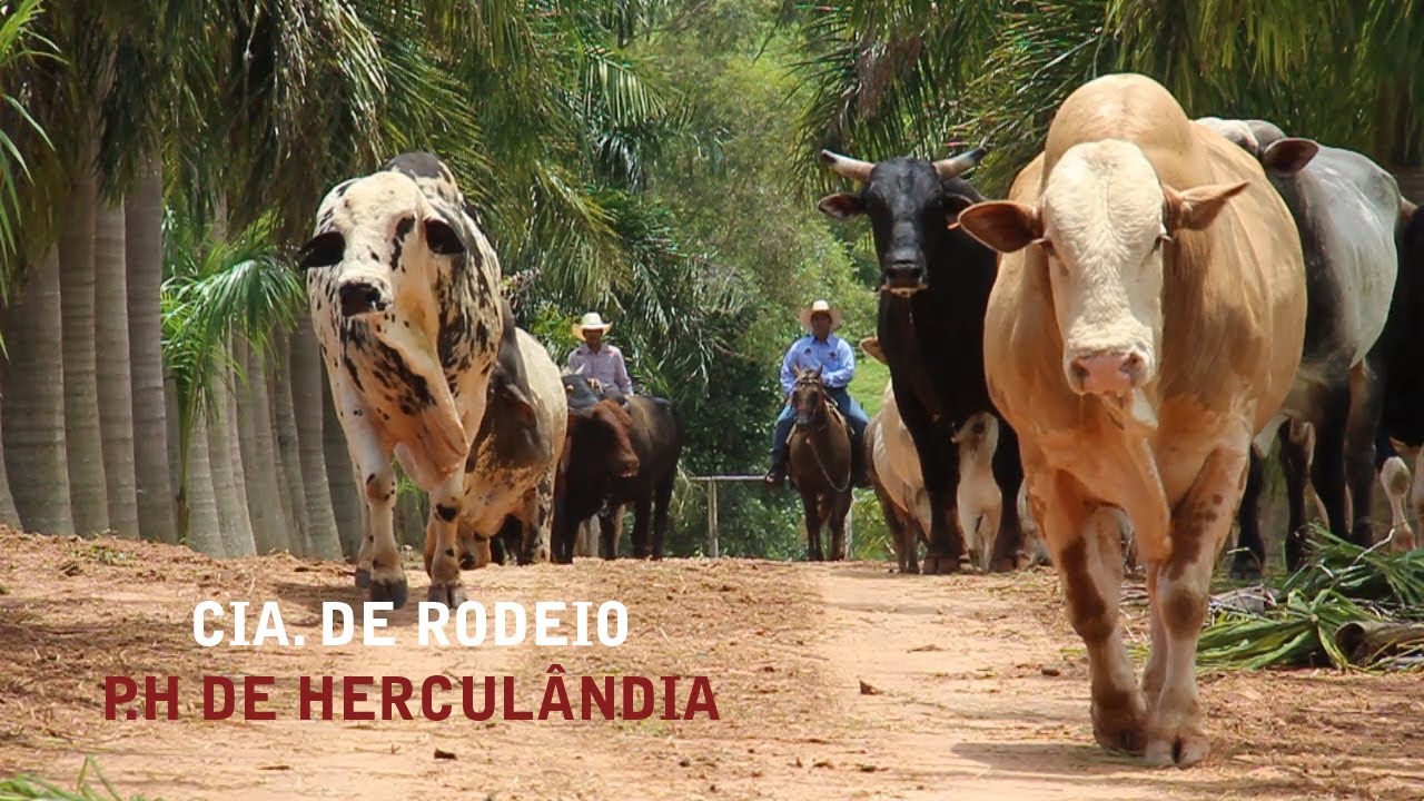 Fazenda dos Touros de Rodeio Cia PH de Herculândia