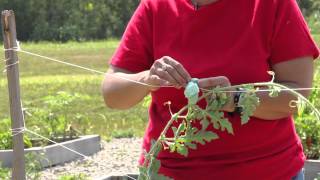 How to Grow Watermelons Vertically : Growing Melons