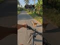 Peaceful ride ❌ Dodge a cat ✅ 🐱