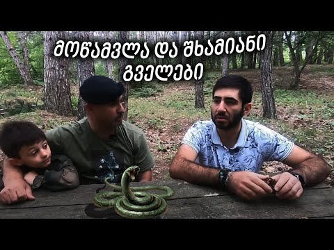 მოწამვლა  და  შხამიანი გველები