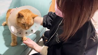 保護猫ライフ君に起きた小さな奇跡