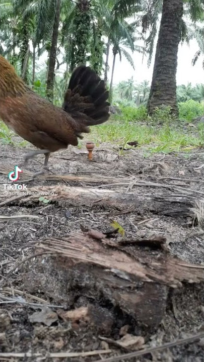 Kekek ayam hutan betina