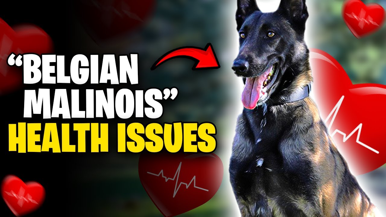 Наиболее распространённые проблемы со здоровьем у бельгийской овчарки малинуа и способы их профил...