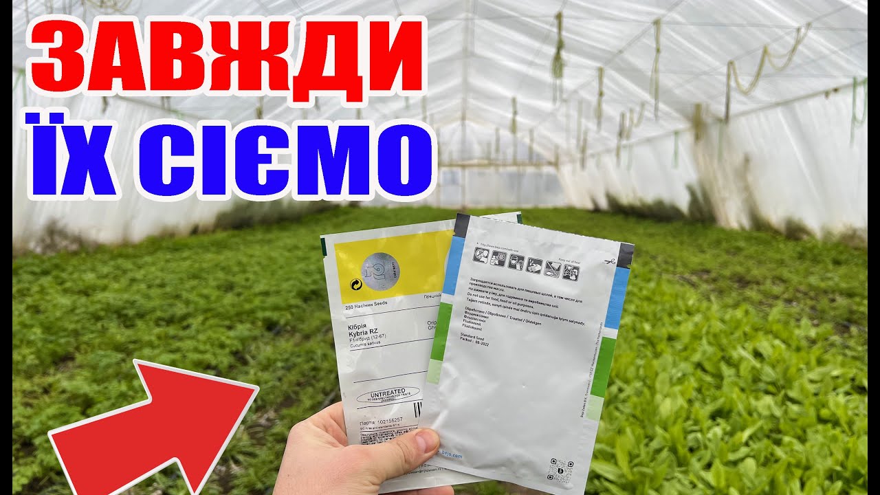 Кращі сорти огірків для теплиці і відкритого грунту