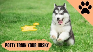 How To Potty Train A Husky Puppy - Everything You Must Know