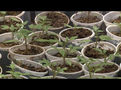Video: Սերմերից լոլիկ աճեցնել. Ինչպես տնկել լոլիկի սերմեր