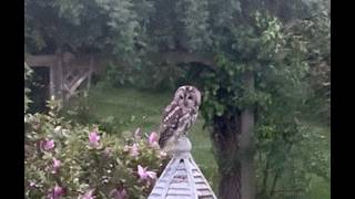 Olive and Mabel - Owls