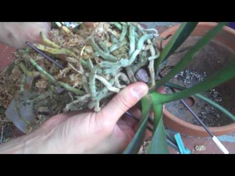 Video: Dendrobium: sorg en voortplanting