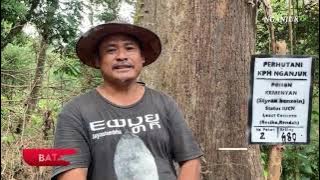 VIRAL... COTASEJUK STORY: FINDING A RARE WHITE FRANCISCO TREE IN A PROTECTED FOREST | Nganjuk TV