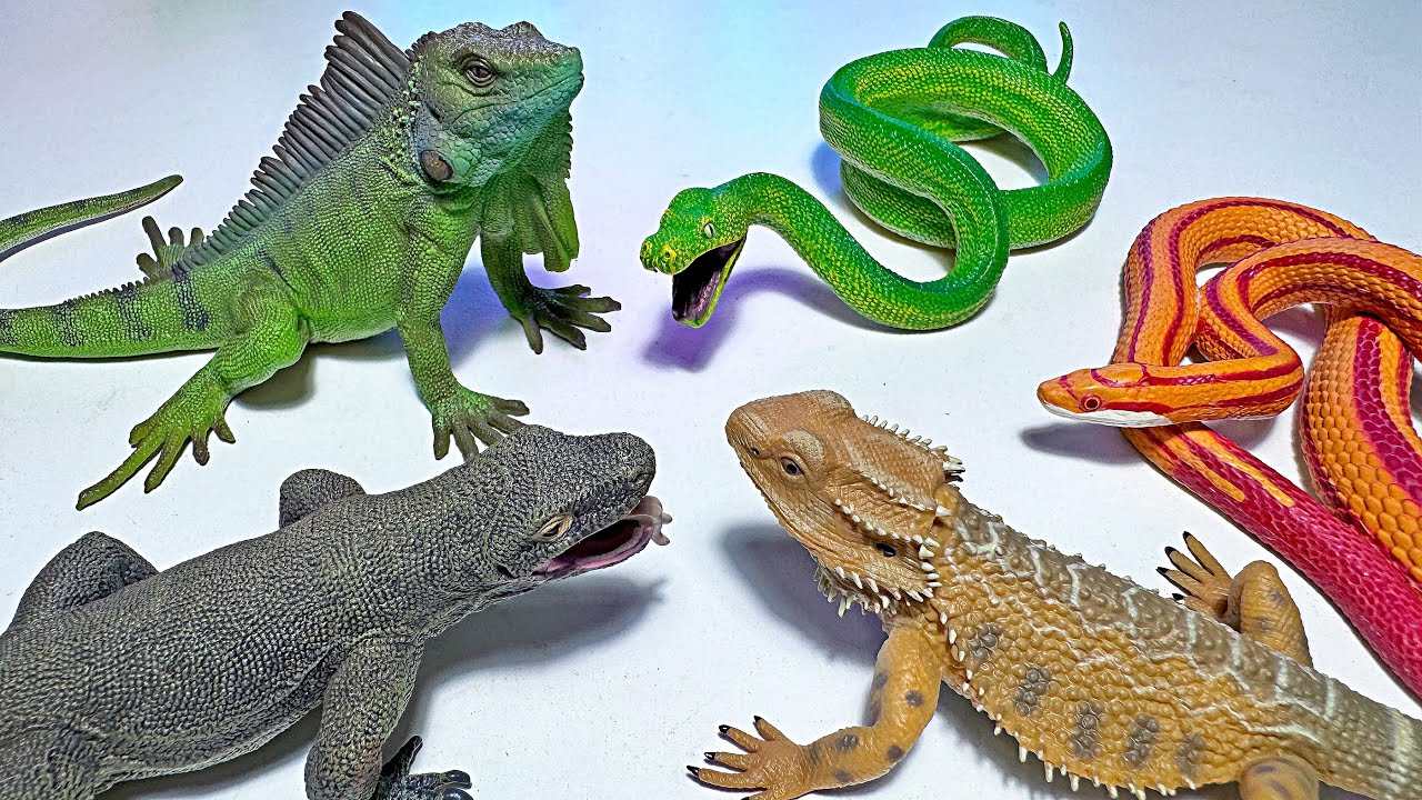 Lucky Reptile HD-02 Drago Barbuto Mix Juv 35 G - Alimento Per Rettili Onnivori - Foto 7