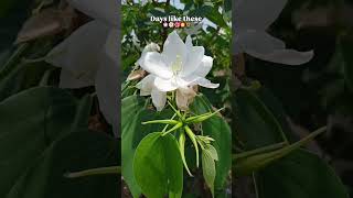 Days like these 🌼#dailyshort#viralshort#flowers#trendingshort#likeshare#youtubeshorts#growthjourney#
