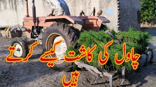 Monji Kesy Lgatay Hen Chawal Ki Lagwai Kesy Hoti Hai Rice Crop In Stan Full Village Life