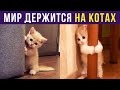 Приколы с котами. Мир держат КОТЫ! | Мемозг #318