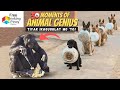 30 genius animals part 2  pinaka matalinong hayop na nakunan sa