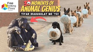 30 GENIUS ANIMALS PART 2 | Pinaka Matalinong Hayop na Nakunan sa VIDEO