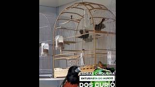 Reprodução De Curió Momento Exclusivo