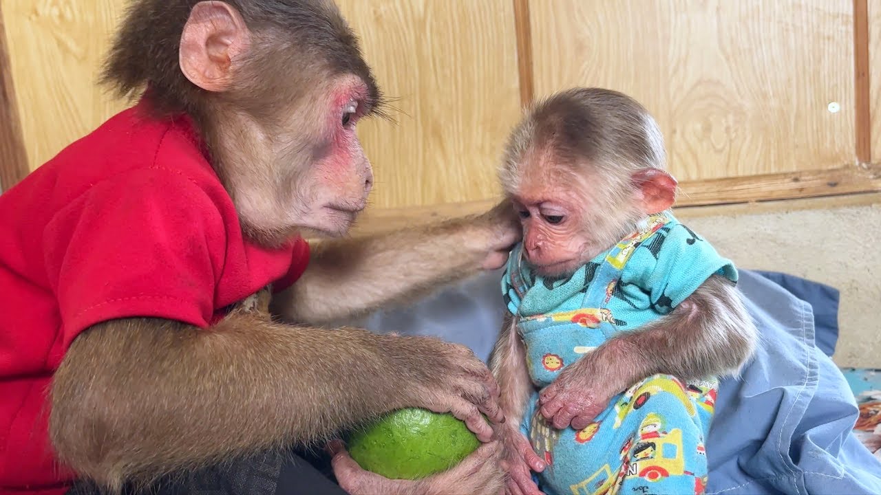 Best Brother Ever! Max Thoughtful Pick the Most Fresh Guava Bring Back for Hope!