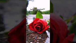 Ayrilik Ne Yaman Şeymi̇ş - Whatsapp Durum Videoları Duygusal Videolar Dini Videolar Özlü Sözler