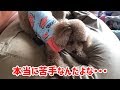 いつもはおっとりのエルくんが吠えまくる!エルくんの嫌いなもの当ててね♪