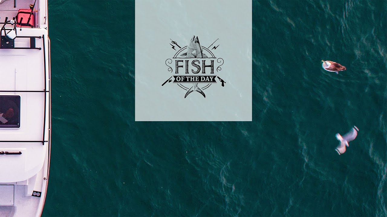 Fish of the Day I Saison 4. Épisode 5 - Carte postale d’Auckland