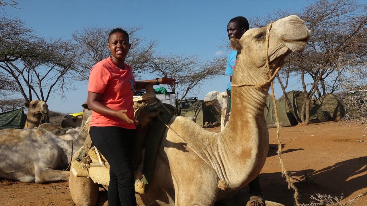 african american museum The place where medicine comes with a hump - BBC What's New?